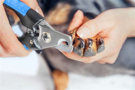 hondennagels knippen zelf de nagels van je hond knippen