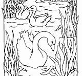 Coloring Swans Coloringcrew Animals sketch template