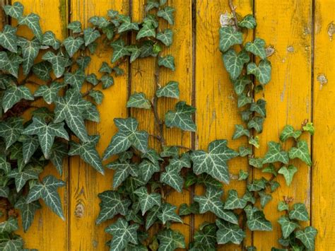 impressive benefits  ivy organic facts