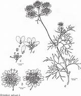 Coriander Branche Coriandrum Fleurie Ombelles Coriandre Sativum Flowering Bottom Vues sketch template