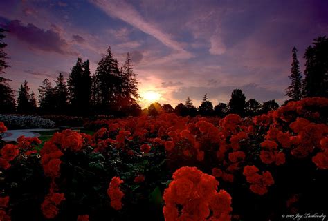 roses  sunset rose garden  sunset   jay tankersl flickr