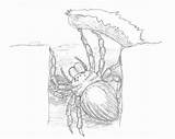 Trapdoor Spider Sketch Deviantart Coloring Template sketch template
