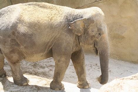 fotos von elefanten kostenlos fuer die homepage