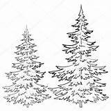 Pine Pohon Cemara Mewarnai Baum Tanne Sapin Minimalist Contours Zeichnungen Kiefer Sapins Colorier Scherenschnitt Greenhouse Okaryot sketch template