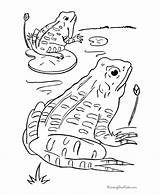 Frogs Frosch sketch template