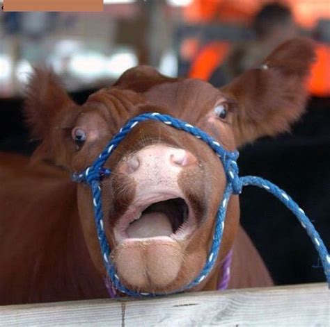 i said no no means no funny cow pictures cows funny funny faces