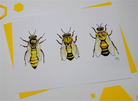 honeybee queen worker drone watercolour print  etsy