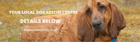 rspca dog rescue cornwall dog rescue directory