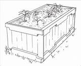Garden Drawing Vegetable Bed Coloring Getdrawings Pages sketch template