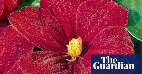 plant of the week clematis niobe gardens the guardian