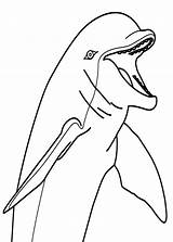 Delfini Animali Pianetabambini sketch template