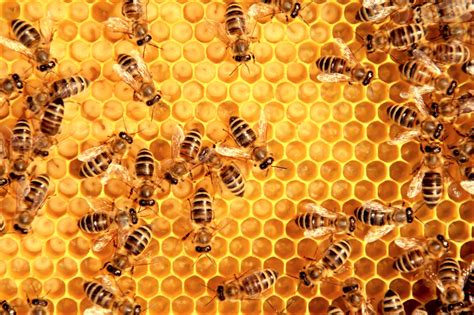 hoe een solitaire bijenkorf maken van paleten