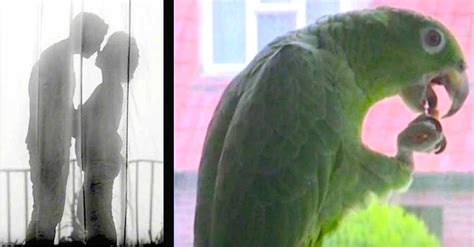 suspicious womans parrot reveals  husband  cheating     housemaid