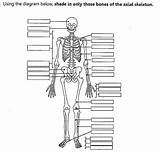 Unlabeled Skeletal Axial Skull Labeling Appendicular Physiology Answers Genial Koibana sketch template