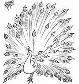 Peacock Pages Coloring Drawing Visit Outline Peacocks Colouring Tail Sketch Open sketch template