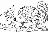 Ausmalen Igel Riccio Ausmalbild Hedgehog Herbstbilder Arici Hedgehogs Colorat Herbstmotive Automne Coloriages Sagome Plansa Porcospino Hérissons Malvorlage Stampare Scaricare Siili sketch template