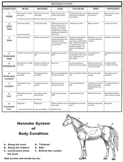 body condition scoring  horses horse camp horse horse equine