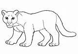 Cougar Coloring Pages Lion Mountain Animal Print sketch template