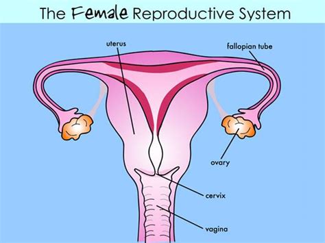 Ignasi Peraire Science Blog Male And Female Reproductive