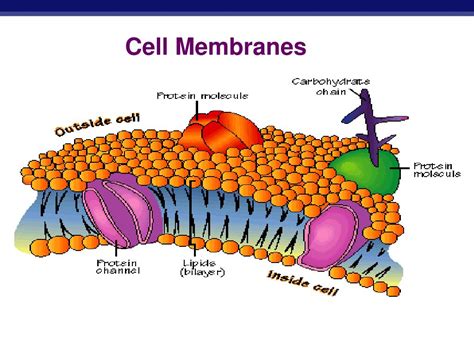 cell membranes powerpoint    id