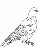 Pigeon Coloring Pages Designlooter Dove Bird 75kb sketch template