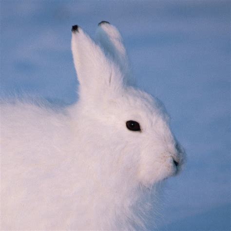 arctic hare national geographic