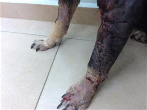 dog leg trauma lung tumor enlarged spleen organic pet