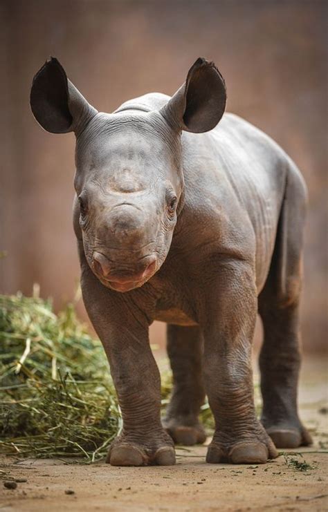remaining   wild  baby black rhino bolsters captive population zooborns
