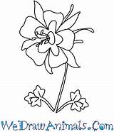 Columbine Flower Draw Drawing State Rose Step Red Getdrawings Growing Easy Tutorial Print Oregon sketch template