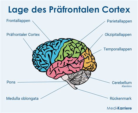 praefrontaler cortex anatomie und klinik medi karriere