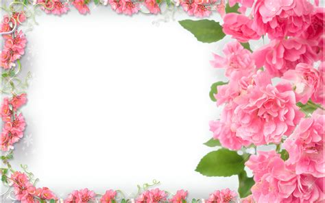 wallpapers pink flowers frame  floral concepts floral