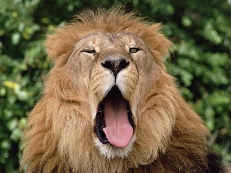 male lion yawning lions wallpaper  fanpop