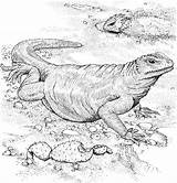Komodo Dragon Coloring Pages Lizard Printable Color Fat Animals Dot Drawing sketch template