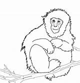 Monkey Macaco Macaque Mono Howler Realistic Macaques Monkeys Giapponese Stampare Japonés Preschool sketch template