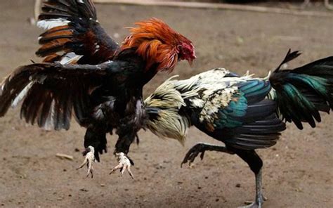 eeuu congreso aprueba medida  prohibir peleas de gallos