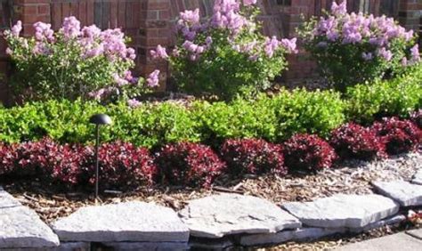 image result   growing shrubs  front  house front yard