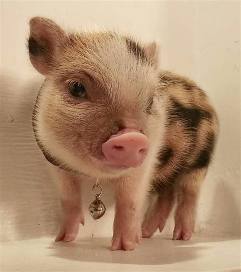 adorable pigs  piglets images  pinterest
