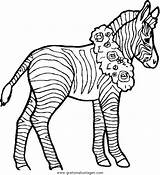 Zebras Tiere Zebre Malvorlagen Malvorlage Kategorien 2550 sketch template
