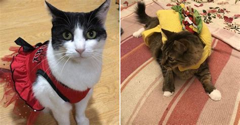 14 photos of cats halloween costumes that ll definitely have you