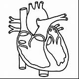Heart Coloring Anatomical Getdrawings sketch template