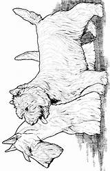 Terrier Scotish Highland sketch template