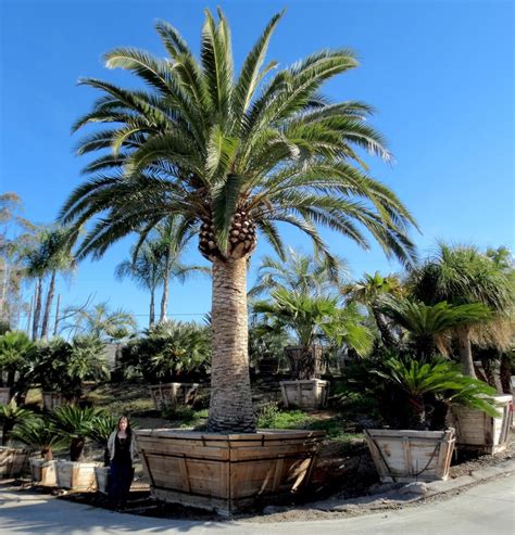 popular palm trees