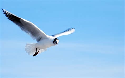 flying bird  photo  freeimages