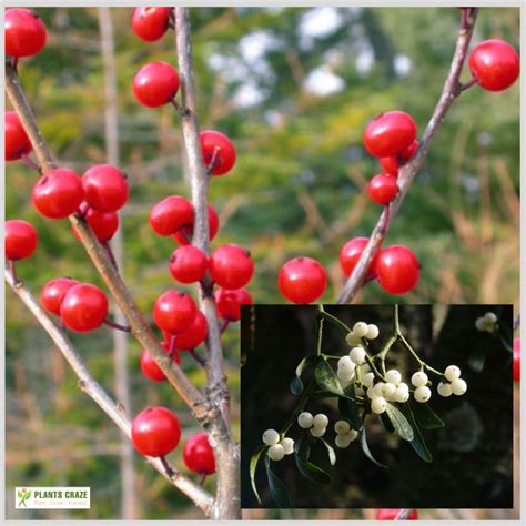 Is Mistletoe Extract Valuable [8 Amazing Benefits]
