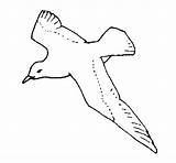 Seagull Coloring Tattoo Stencil Drawings Colorear Gif Birds Tattoos sketch template