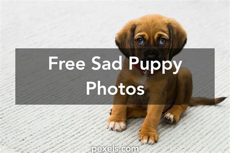 great sad puppy  pexels  stock