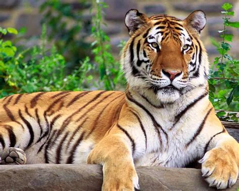 Perburuan Liar Sisakan 100 Harimau Sumatera Di Tn Gunung Leuser Kaskus