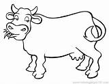 Cattle Coloring Pages Drive Getdrawings sketch template