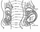 Pregnant Pregnancy Organs Veale Embrionik Fasa sketch template