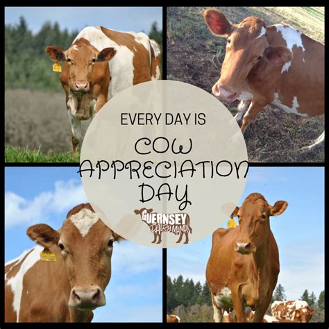 happy  appreciation day guernsey dairy mama